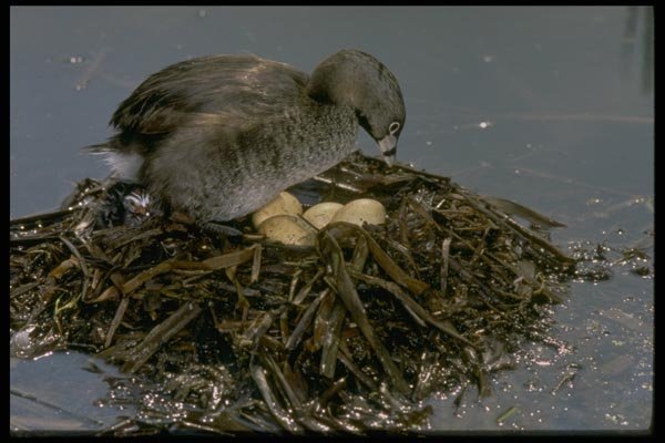 163081 Pied billed Grebe With Nest A4 Photo Print