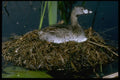 163082 Pied billed Grebe On Nest A4 Photo Print