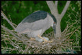 163083 Black crowned Night Heron With Eggs A4 Photo Print
