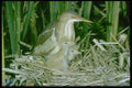 163084 Least Bittern (female) With Young A4 Photo Print