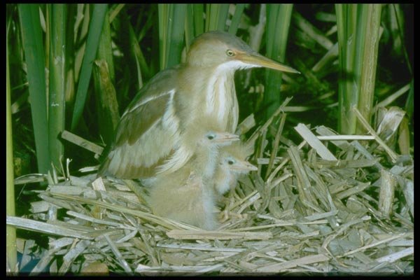 163084 Least Bittern (female) With Young A4 Photo Print
