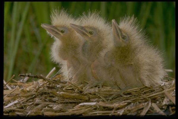 163085 American Bittern Chicks A4 Photo Print