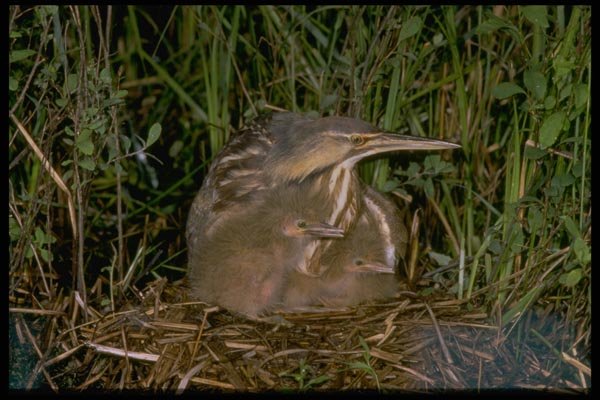 163086 American Bittern With Young A4 Photo Print