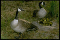 163087 Pair Of Canadian Geese With Young A4 Photo Print