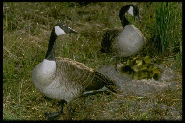 163087 Pair Of Canadian Geese With Young A4 Photo Print