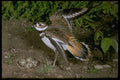 163088 Killdeer With Eggs A4 Photo Print