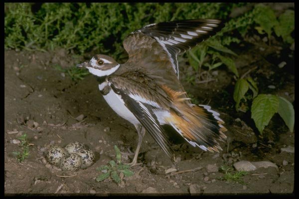 163088 Killdeer With Eggs A4 Photo Print
