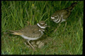 163089 Pair Of Killdeer With Eggs A4 Photo Print