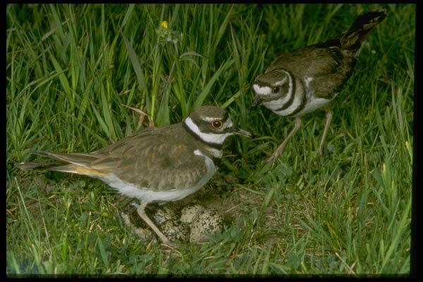 163089 Pair Of Killdeer With Eggs A4 Photo Print