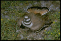 163090 Killdeer Covering Eggs A4 Photo Print