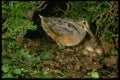 163091 American Woodcock With Eggs A4 Photo Print