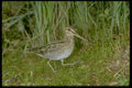 163092 Common Snipe A4 Photo Print