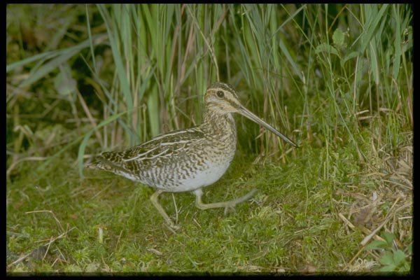 163092 Common Snipe A4 Photo Print