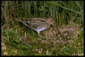 163093 Common Snipe With Eggs A4 Photo Print