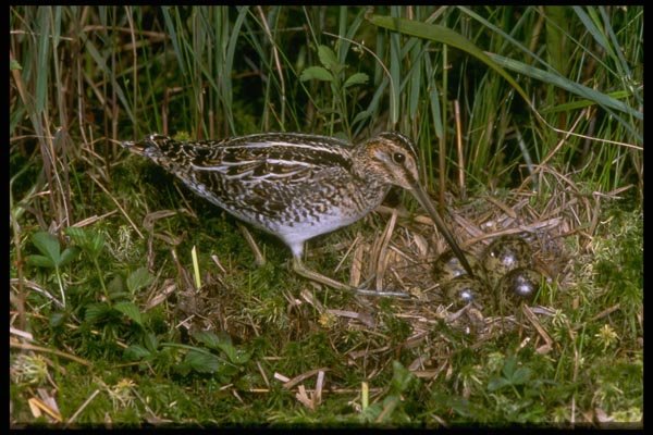 163093 Common Snipe With Eggs A4 Photo Print