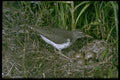 163094 Spotted Sandpiper With Eggs A4 Photo Print