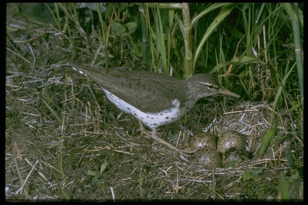 163094 Spotted Sandpiper With Eggs A4 Photo Print