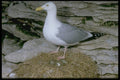 163095 Herring Gull With Eggs A4 Photo Print