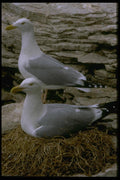 163096 Pair Of Herring Gulls With Nest A4 Photo Print