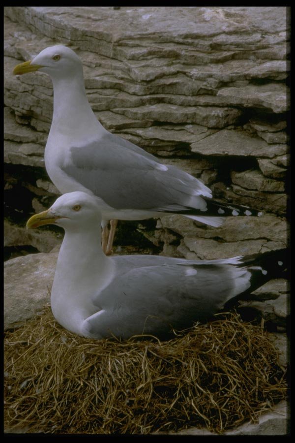163096 Pair Of Herring Gulls With Nest A4 Photo Print