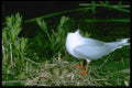 163097 Little Hull With Eggs A4 Photo Print