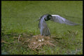 163098 Black Tern Flying Over Nest A4 Photo Print