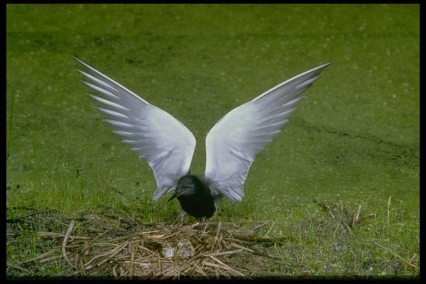 163099 Black Tern Landing On Nest A4 Photo Print
