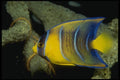 164000 Yellow Queen Angelfish A4 Photo Print