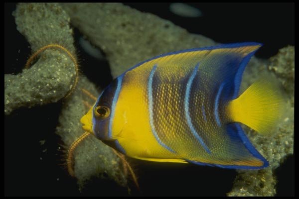 164000 Yellow Queen Angelfish A4 Photo Print