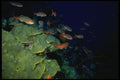 164001 School Of Red Snappers A4 Photo Print