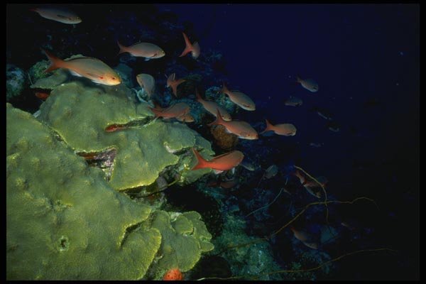 164001 School Of Red Snappers A4 Photo Print