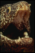 164002 Moray Eel, Close up A4 Photo Print