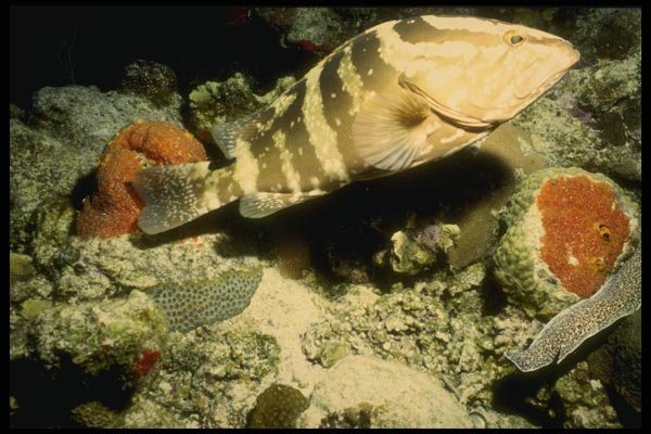 164004 Nassau Grouper With Orange Coral A4 Photo Print