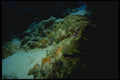 164005 Green Spotted Grouper A4 Photo Print