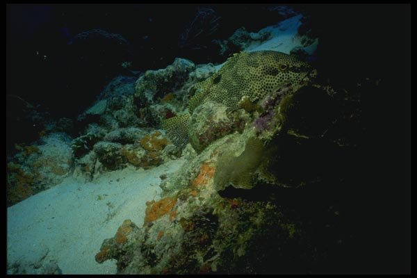 164005 Green Spotted Grouper A4 Photo Print