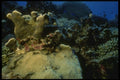 164006 Hard Coral Formations A4 Photo Print