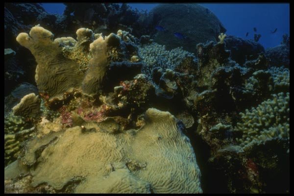 164006 Hard Coral Formations A4 Photo Print