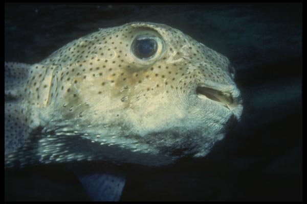 164007 Trunk Fish, Close up A4 Photo Print