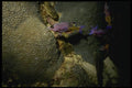 164008 Fairy Basslet A4 Photo Print