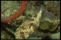 164009 Trunk Fish On Reef A4 Photo Print