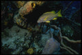 164010 Yellow Jack A4 Photo Print