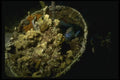 164011 Coral Basket With Parrotfish A4 Photo Print