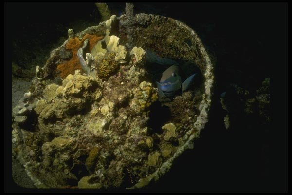 164011 Coral Basket With Parrotfish A4 Photo Print
