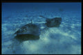 164013 Southern Stingrays A4 Photo Print