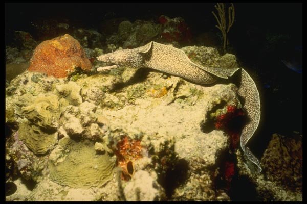 164014 Spotted Moray Eel On Reef A4 Photo Print