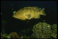 164015 Nassau Grouper A4 Photo Print