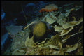 164017 Queen Angelfish A4 Photo Print