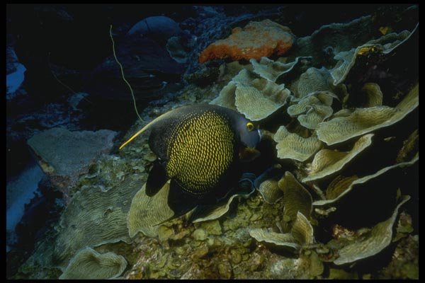 164017 Queen Angelfish A4 Photo Print