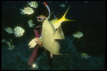 164018 Diver, Angelfish And Sergeant Majors A4 Photo Print