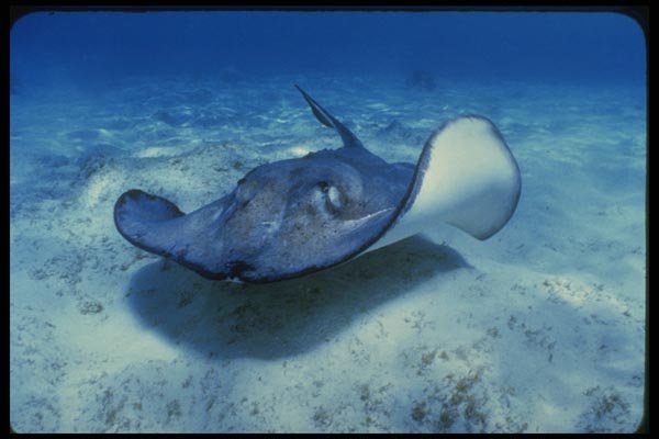 164019 Southern Ray A4 Photo Print